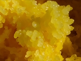fuligo septica: Gelbe Lohblüte oder auch Hexenbutter genannt, ist weit verbreitet und meist von auffällig gelber Farbe. 
